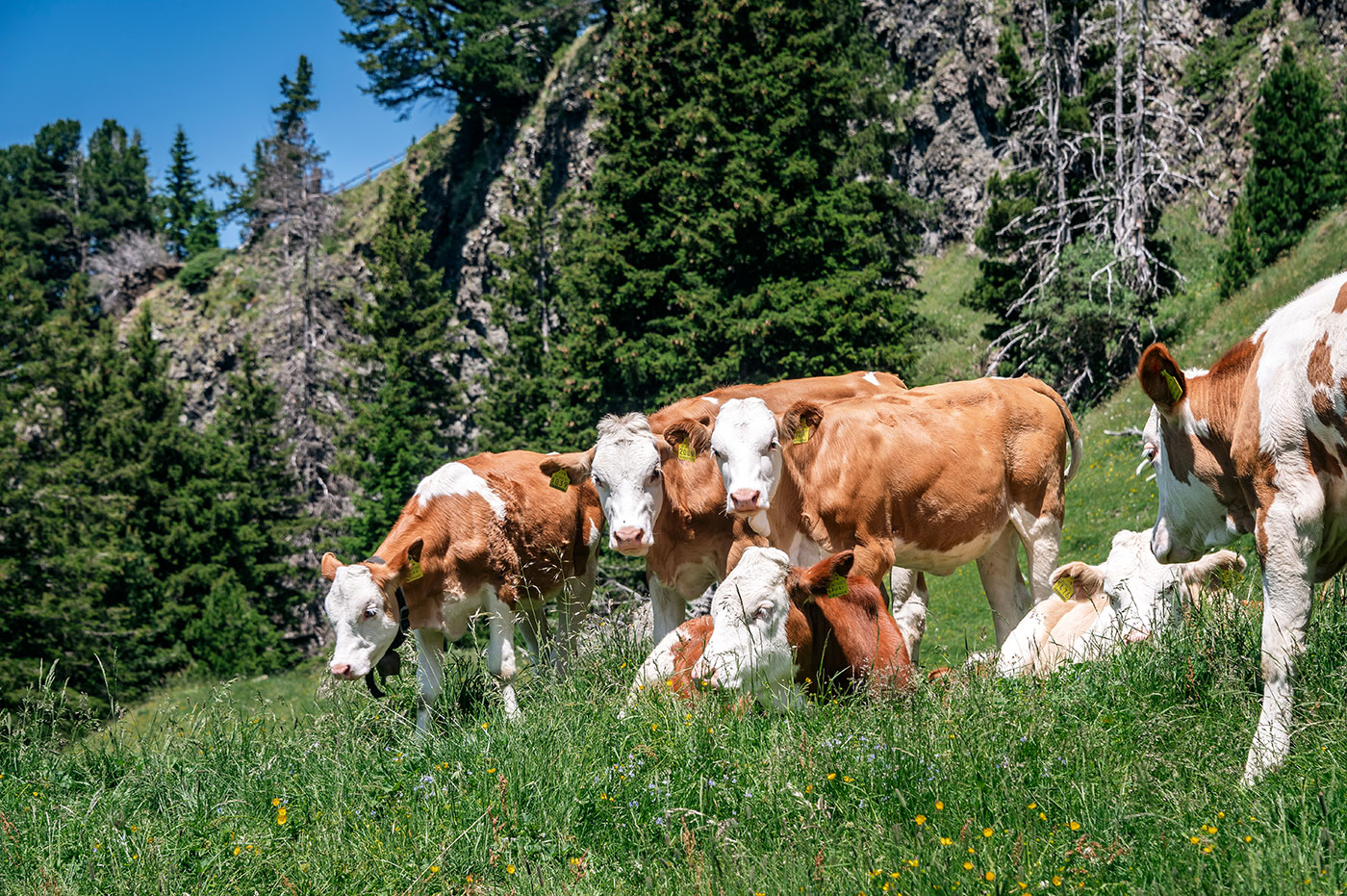 Aberlehof Urlaub Bauernhof Pustertal 02